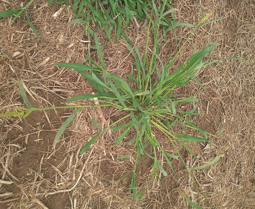 Se confirma resistencia a glifosato en una nueva especie del género Echinochloa