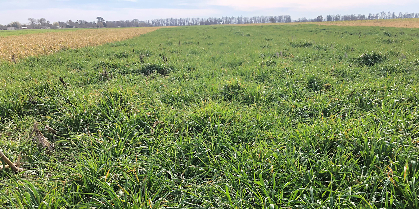 Salud de suelo: ¿hacia la agricultura perenne?