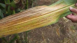 Complejo del achaparramiento del maíz (Corn Stunt Spiroplasma). Campaña 2023/24