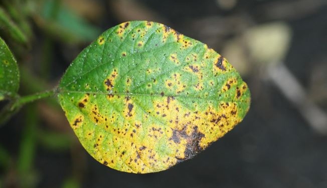 Alerta agronómica en soja: Se confirmó la presencia en la Argentina de “mancha marrón” resistente a estrobilurinas